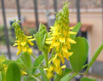 Trifoglio dolce giallo (Meliloto)