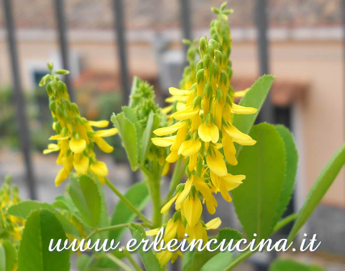 Fiori di meliloto (trifoglio giallo) / Yellow sweet clover flowers