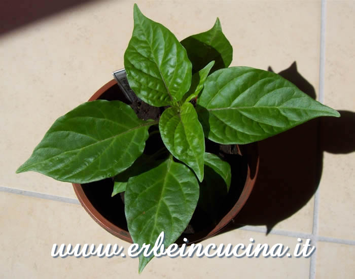 Giovane pianta di peperoncino Trinidad Perfume / Trinidad Perfume chili pepper, young plant