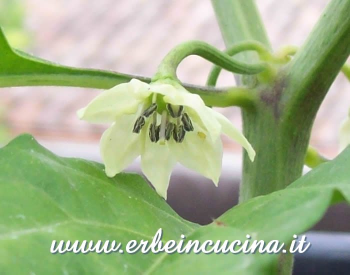 Fiore di peperoncino Trinidad Perfume / Trinidad Perfume chili pepper Flower