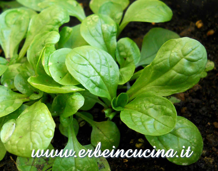 Valerianella pronta da raccogliere / Corn salad, ready to be harvested