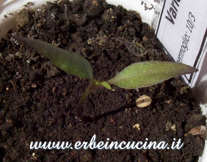 Peperoncino Variegata Trifetti appena nato / Newborn Variegata Trifetti chili plant