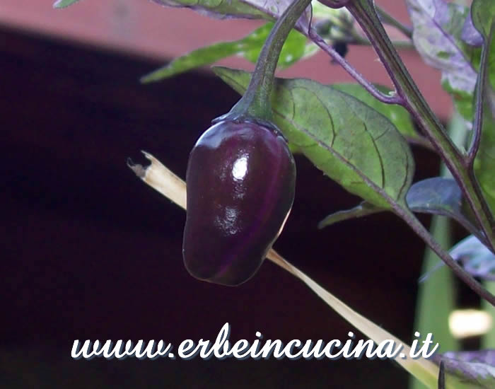 Peperoncino Variegata Trifetti non ancora maturo / Unripe Variegata Trifetti chili pod