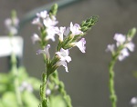 Verbena