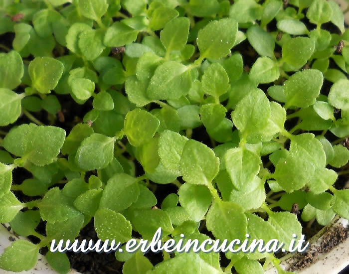 Verbena in coltura protetta / Newborn vervain plants