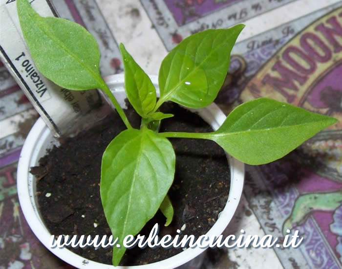 Giovane pianta di peperoncino Vizcaino / Vizcaino chili pepper, young plant