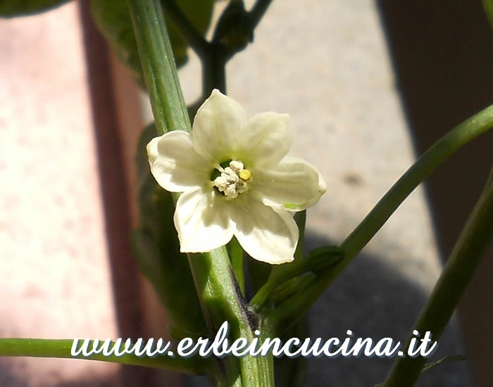 Fiore di peperoncino Vizcaino / Vizcaino chili pepper flower