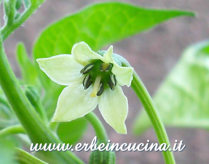 Fiore di peperoncino Zavory / Zavory chili pepper flower