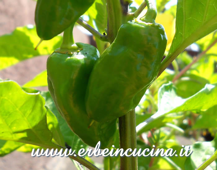 Peperoncino Zavory non ancora maturo / Unripe Zavory chili pod