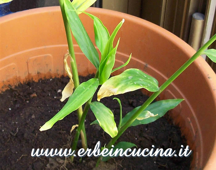 Giovane pianta di zenzero / Ginger, Young Plant