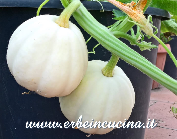 Zucche bianche Baby Boo / Baby Boo pumpkins