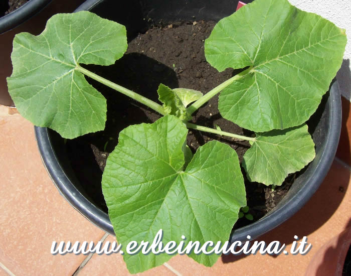 Zucca Jack Be Little trapiantata / Transplanted Jack Be Little Pumpkin