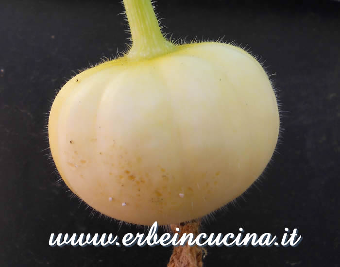 Mini Zucca Jack Be Little non ancora matura / Unripe Jack Be Little Pumpkin 