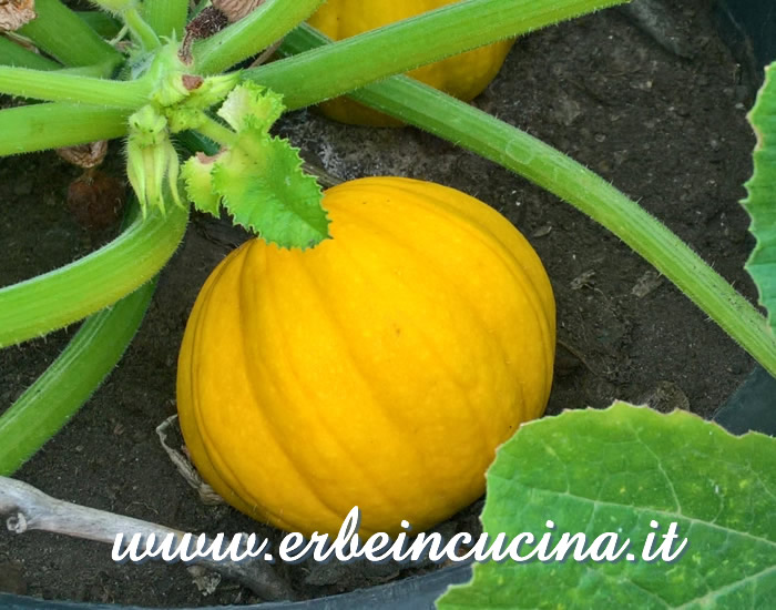 Zucca Jack Be Little / Jack Be Little Pumpkin