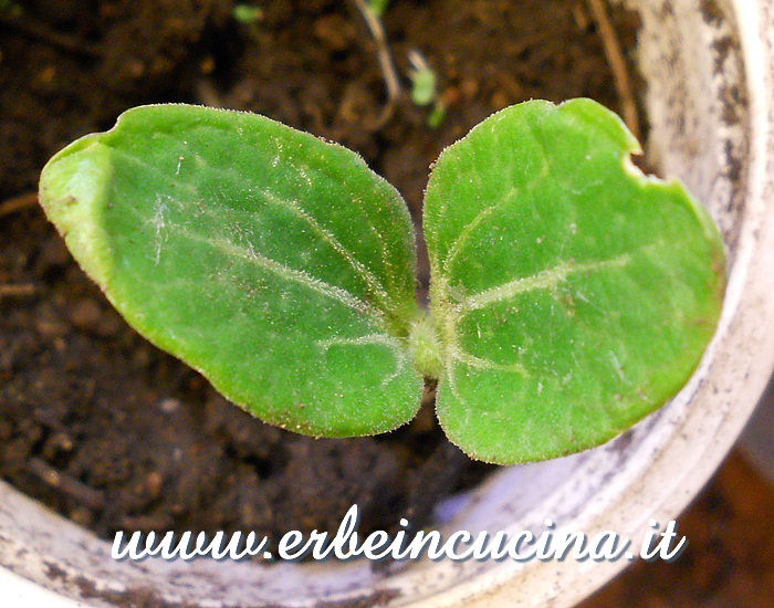 Zucchina Gold appena nata / Newborn Gold Zucchini