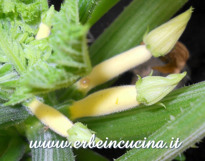 Piccole zucchine Gold / Small Gold Zucchini