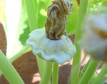 White Bush Scallop zucchini